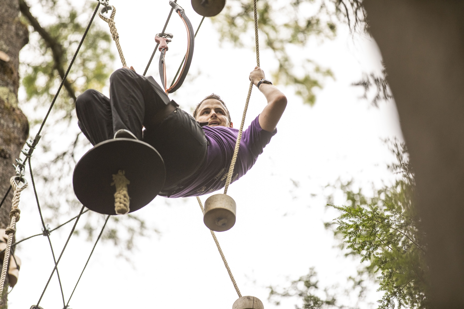 Tree top
