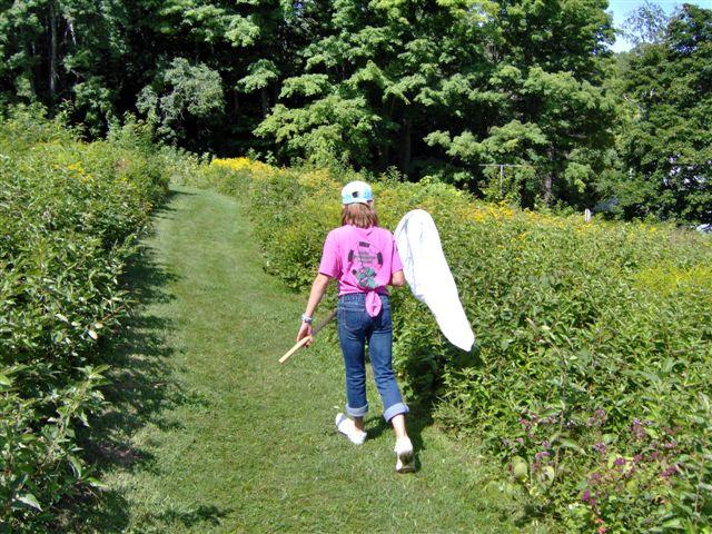 Monarch catching