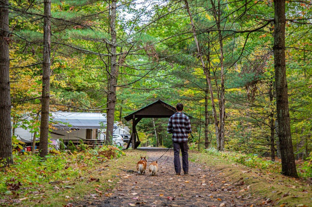 Lake George RV Park named #1 dog-friendly campground